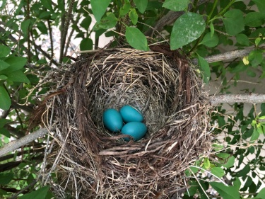 4367, a bird's nest, July 2019, making a May Day basket